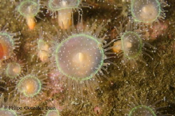 Jewel Anemoni in the fiord of chile, Añihue Reserve by Felipe Gonzalez 